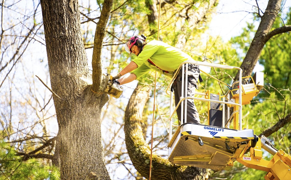 Tree Trimming & Pruning service in Florence-Graham, CA